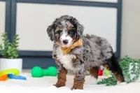 processed/c790d28b-4228-4a95-9ea5-b646cf679391/listing/f0f061cd-5f03-433f-9528-5cbfe145b0e5/4438edac-210f-4fcf-87ea-0345bd1a503b