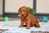 Sadie, a female Labradoodle for sale in Sugarcreek, OH – Photo 4 of 5