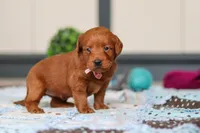Sadie, a female Labradoodle for sale in Sugarcreek, OH – Photo 1 of 5