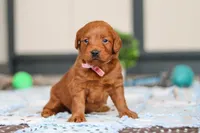 Sadie, a female Labradoodle for sale in Sugarcreek, OH – Photo 2 of 5