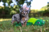 Inez, a female Miniature Bernedoodle for sale in Sugarcreek, OH – 2 of 6