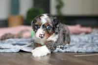 Dylan, a male Miniature Bernedoodle for sale in Sugarcreek, OH – 2 of 9