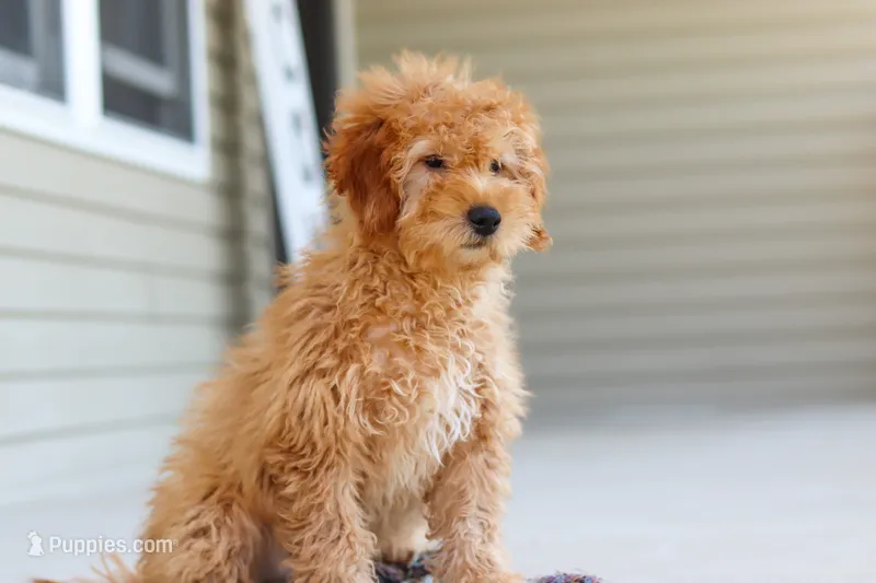 Chase – Goldendoodle puppy for sale in Sugarcreek, OH