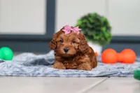 Lexi, a female Cavapoo for sale in Sugarcreek, OH – 6 of 7