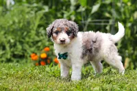 Grady, a male Miniature Bernedoodle for sale in Sugarcreek, OH – 4 of 5