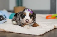 Daisy, a female Miniature Bernedoodle for sale in Sugarcreek, OH – 8 of 10