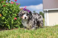 Grace, a female Miniature Bernedoodle for sale in Sugarcreek, OH – 2 of 5