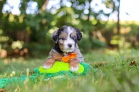 Ira, a male Miniature Bernedoodle for sale in Sugarcreek, OH – 5 of 8