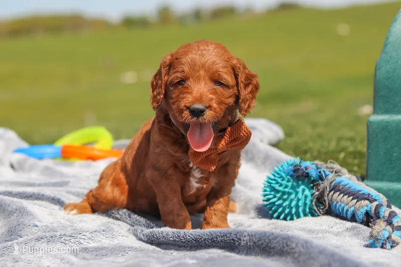 Calvin – Goldendoodle puppy for sale in Sugarcreek, OH