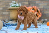 Fletcher, a male Cavapoo for sale in Sugarcreek, OH – 4 of 6