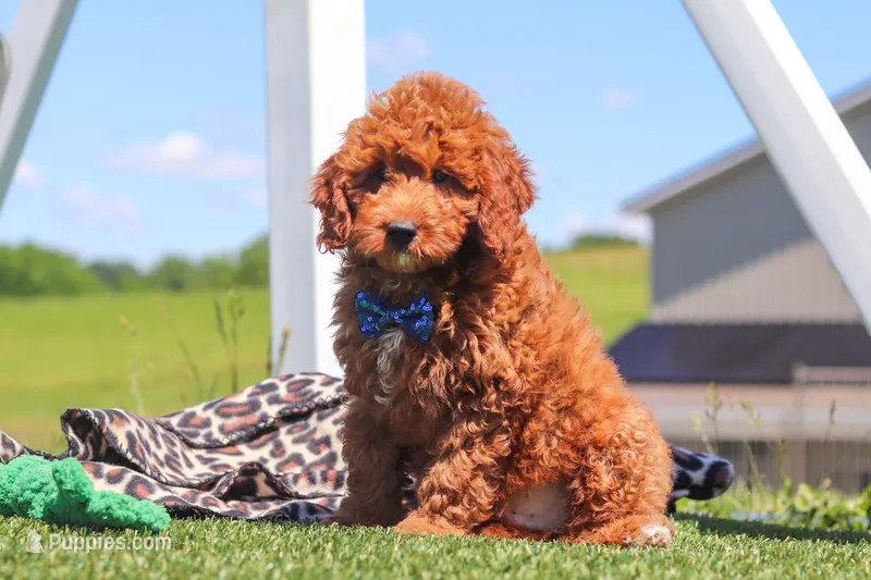 Calvin – Goldendoodle puppy for sale in Sugarcreek, OH