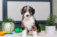 processed/c790d28b-4228-4a95-9ea5-b646cf679391/listing/f504a2bb-0777-43fd-81f7-bf58a5daa5f2/dfb7aefd-61d0-44e2-a1fd-8a20a95db130