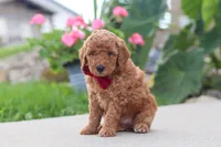 Kade, a male Miniature Labradoodle for sale in Sugarcreek, OH – 3 of 6