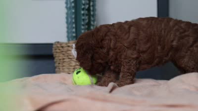 Lena, a female Cavapoo for sale in Sugarcreek, OH – 7 of 7