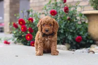 Kingstone, a male Miniature Labradoodle for sale in Sugarcreek, OH – 4 of 6