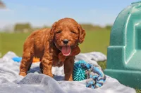 Calvin, a male Goldendoodle for sale in Sugarcreek, OH – 3 of 6