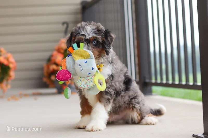 Dylan – Miniature Bernedoodle puppy for sale in Sugarcreek, OH
