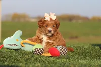 Olivia, a female Cavapoo for sale in Sugarcreek, OH – 3 of 7