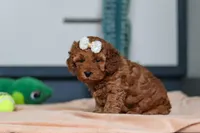 Lena, a female Cavapoo for sale in Sugarcreek, OH – 6 of 7