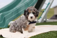 Parker, a male Miniature Bernedoodle for sale in Sugarcreek, OH – Photo 5 of 5
