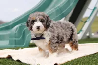 Parker, a male Miniature Bernedoodle for sale in Sugarcreek, OH – Photo 3 of 5