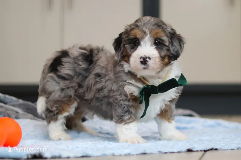Parker – Miniature Bernedoodle puppy for sale in Sugarcreek, OH
