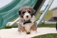 Parker, a male Miniature Bernedoodle for sale in Sugarcreek, OH – Photo 2 of 5