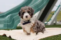 Parker, a male Miniature Bernedoodle for sale in Sugarcreek, OH – Photo 1 of 5