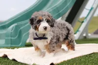 Parker, a male Miniature Bernedoodle for sale in Sugarcreek, OH – Photo 4 of 5