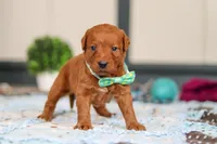 Scout, a male Labradoodle for sale in Sugarcreek, OH – Photo 4 of 5