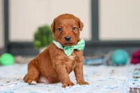 Scout, a male Labradoodle for sale in Sugarcreek, OH – Photo 3 of 5