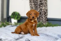 Scout, a male Labradoodle for sale in Sugarcreek, OH – Photo 4 of 5