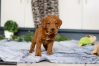 Scout, a male Labradoodle for sale in Sugarcreek, OH – Photo 2 of 5