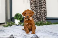 Scout, a male Labradoodle for sale in Sugarcreek, OH – Photo 3 of 5