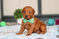 Scout, a male Labradoodle for sale in Sugarcreek, OH – Photo 5 of 5