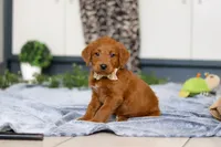 Scout, a male Labradoodle for sale in Sugarcreek, OH – Photo 5 of 5