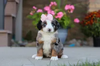 Maddie, a female Miniature Bernedoodle for sale in Sugarcreek, OH – 5 of 6