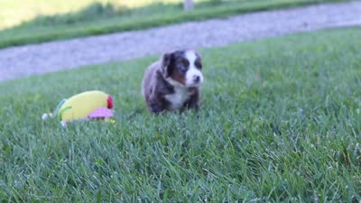 Macy, a female Miniature Bernedoodle for sale in Sugarcreek, OH – 3 of 6