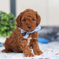 Nash, a male Miniature Goldendoodle for sale in Sugarcreek, OH – Photo 5 of 6
