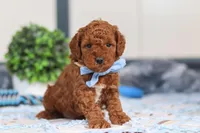 Nash, a male Miniature Goldendoodle for sale in Sugarcreek, OH – Photo 5 of 6