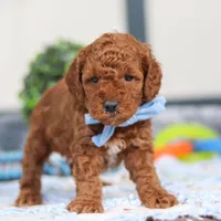Nash, a male Miniature Goldendoodle for sale in Sugarcreek, OH – Photo 2 of 6