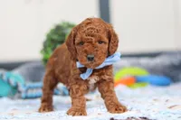 Nash, a male Miniature Goldendoodle for sale in Sugarcreek, OH – Photo 2 of 6