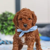 Nash, a male Miniature Goldendoodle for sale in Sugarcreek, OH – Photo 4 of 6