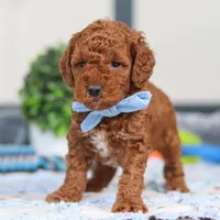 Nash, a male Miniature Goldendoodle for sale in Sugarcreek, OH – Photo 6 of 6