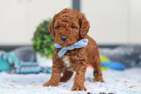 Nash, a male Miniature Goldendoodle for sale in Sugarcreek, OH – Photo 6 of 6