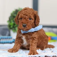 Nash, a male Miniature Goldendoodle for sale in Sugarcreek, OH – Photo 3 of 6