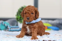 Nash, a male Miniature Goldendoodle for sale in Sugarcreek, OH – Photo 3 of 6