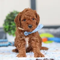 Nash, a male Miniature Goldendoodle for sale in Sugarcreek, OH – Photo 1 of 6