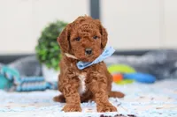 Nash, a male Miniature Goldendoodle for sale in Sugarcreek, OH – Photo 1 of 6