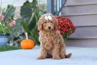 Juliet, a female Miniature Labradoodle for sale in Sugarcreek, OH – 3 of 8